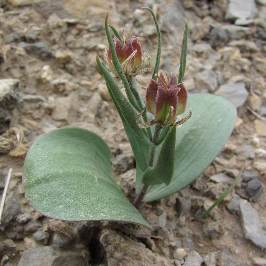 Image of Rhinopetalum stenantherum specimen.