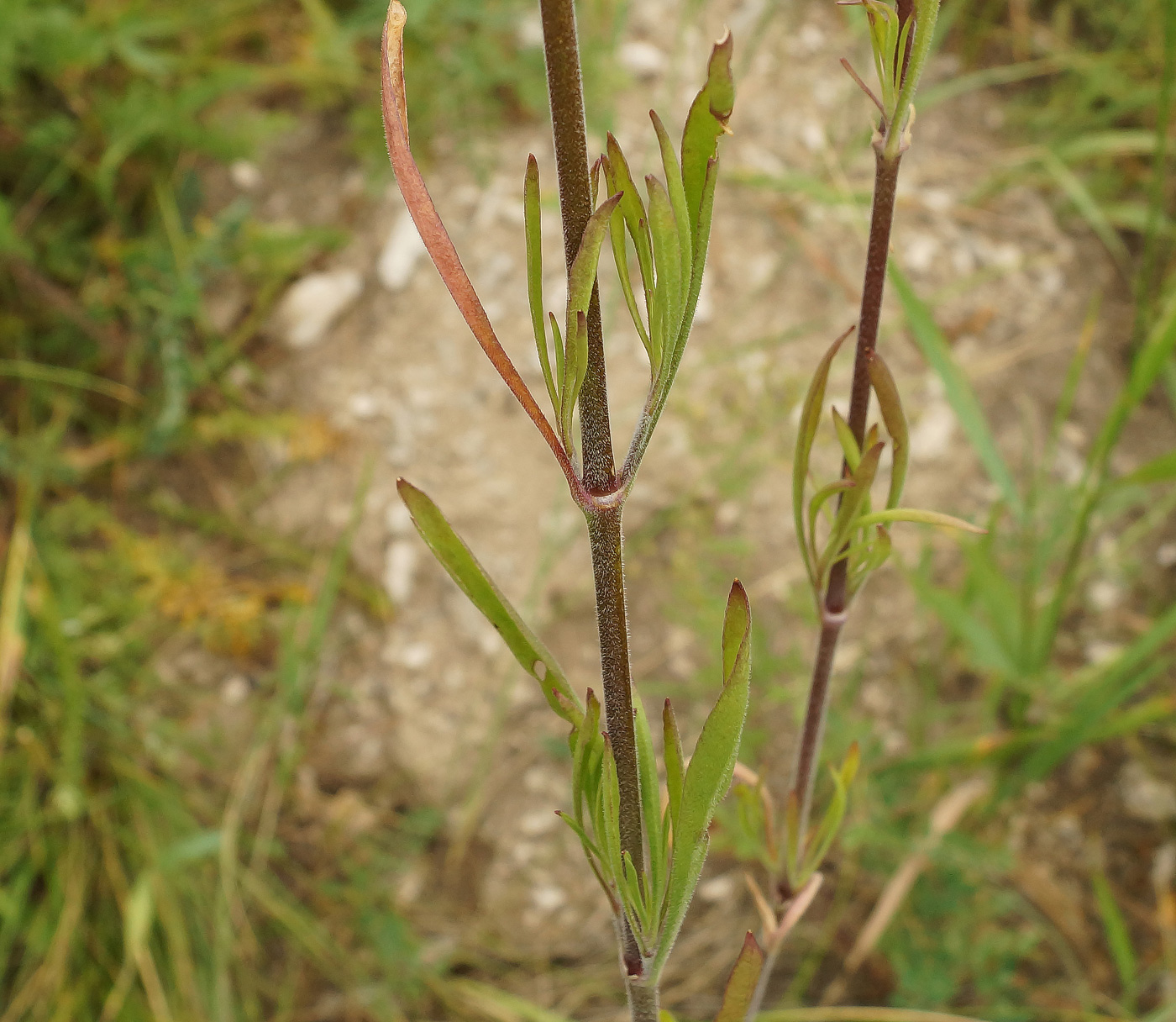 Image of Silene wolgensis specimen.