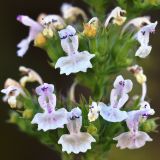 Nepeta cataria