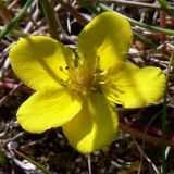 Potentilla anserina