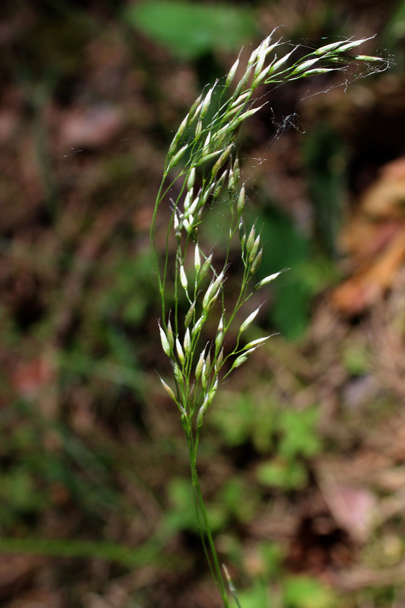 Image of Avenella flexuosa specimen.