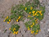 Potentilla ruprechtii