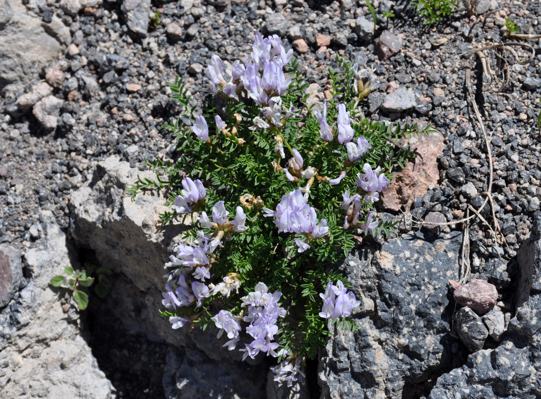 Image of Astragalus levieri specimen.