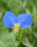 Commelina communis