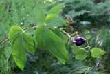 Clematis fusca