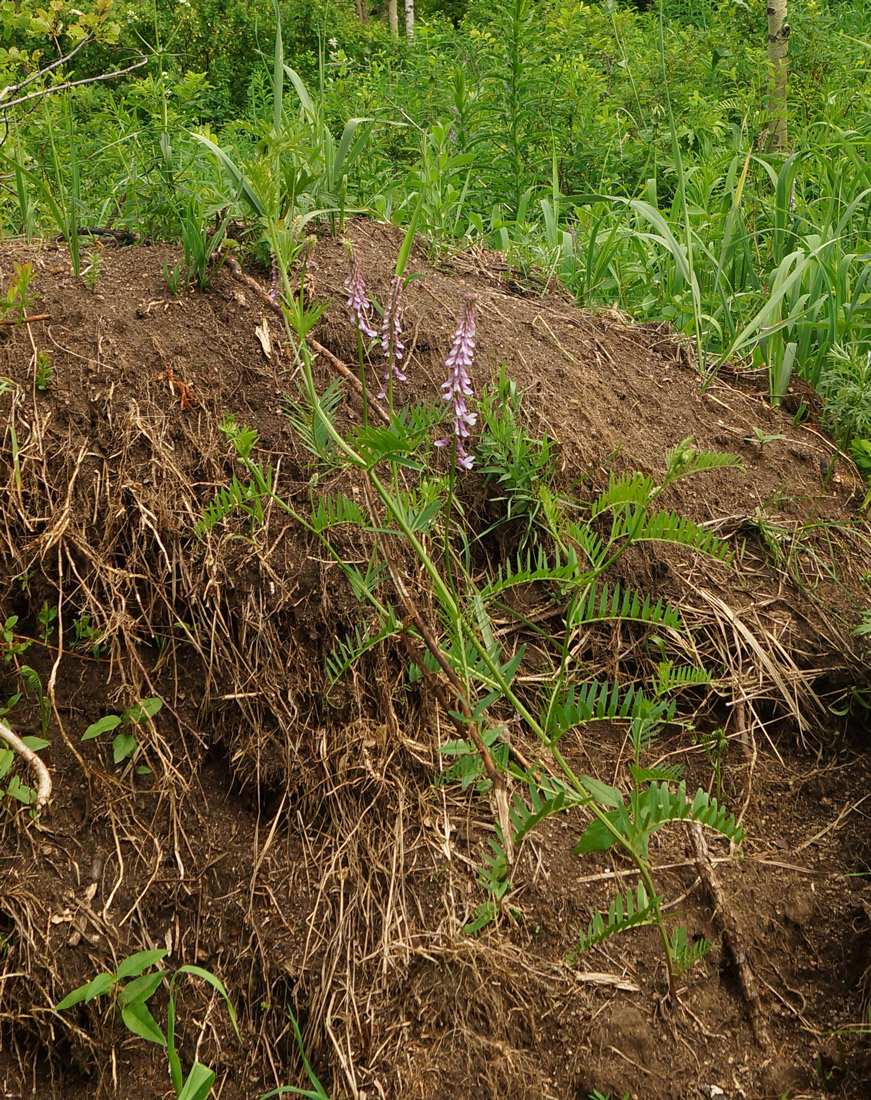 Изображение особи Vicia tenuifolia.