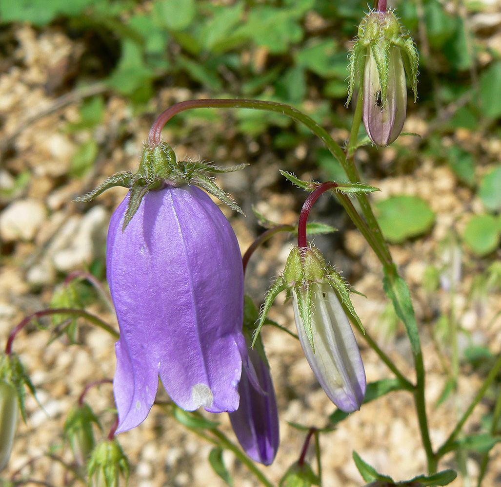 Изображение особи Campanula longistyla.