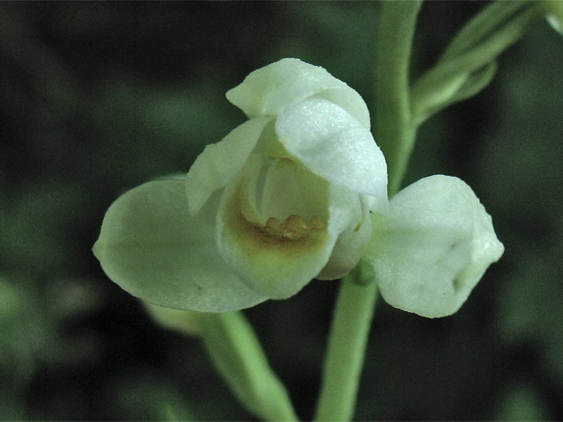 Изображение особи Cephalanthera damasonium.