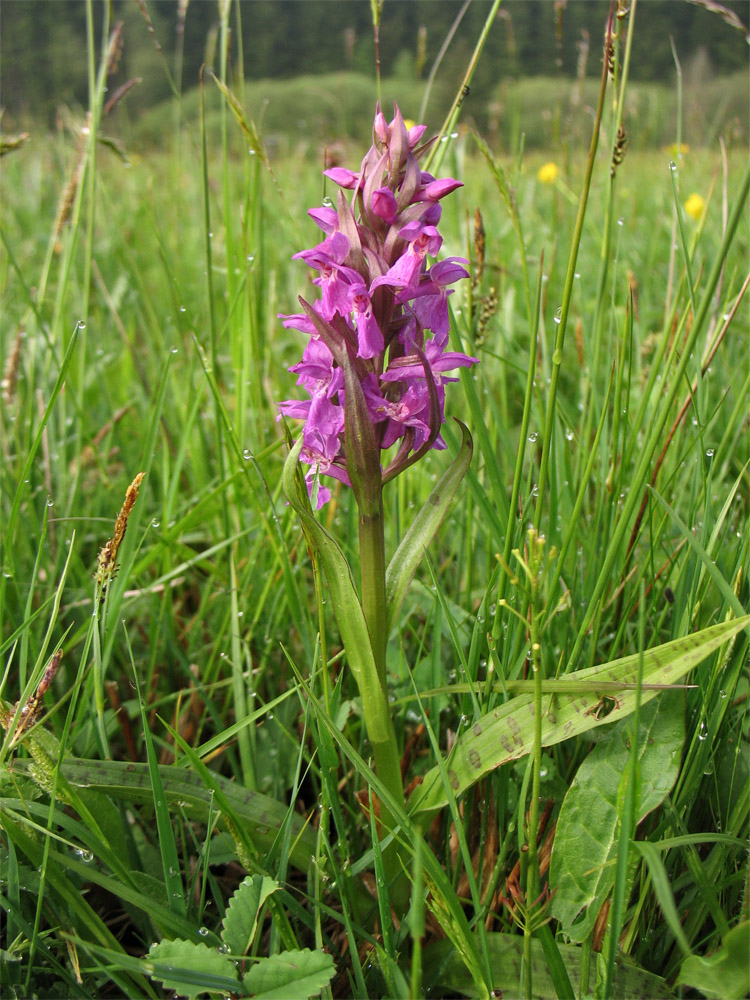Image of Dactylorhiza &times; aschersoniana specimen.