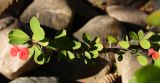 Euphorbia splendens