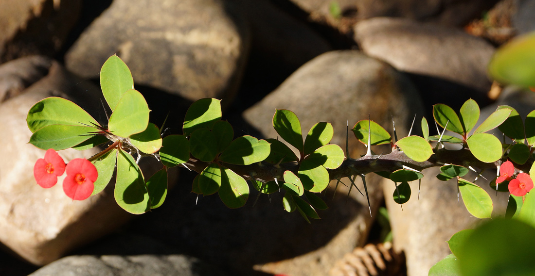 Изображение особи Euphorbia splendens.