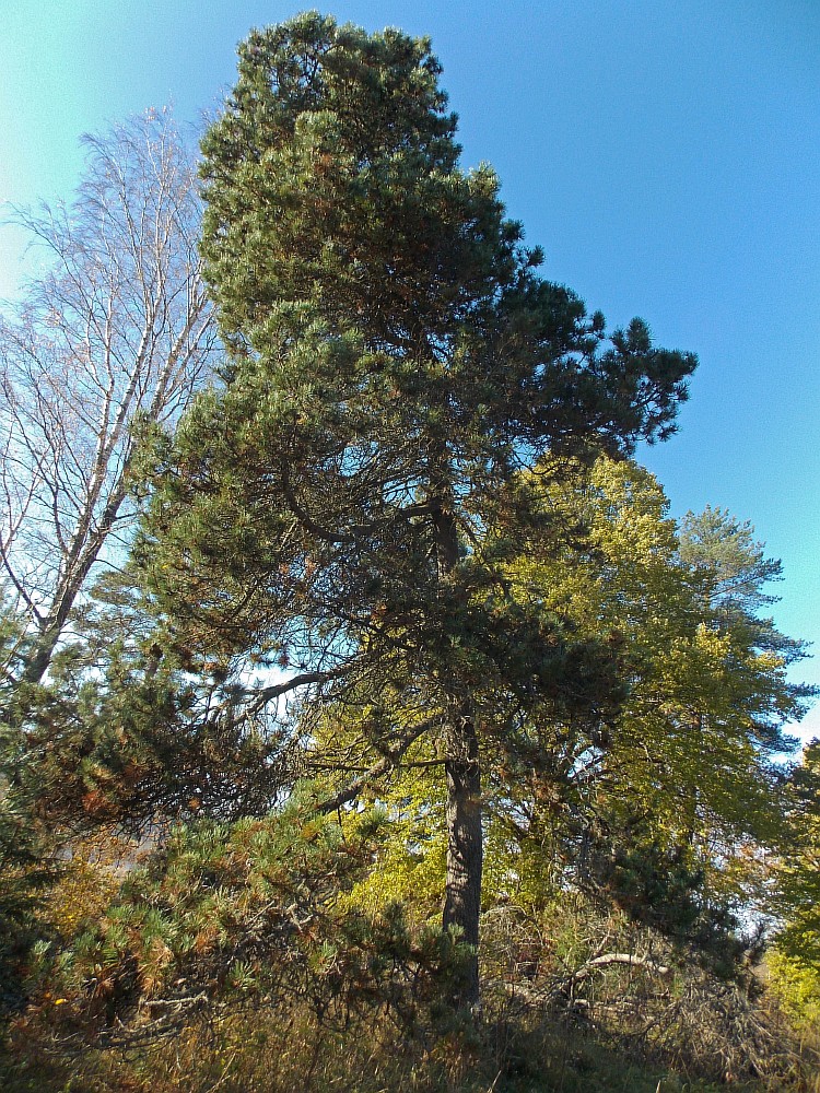 Image of Pinus uncinata specimen.