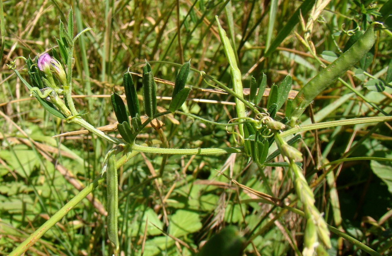 Image of Vicia sativa specimen.