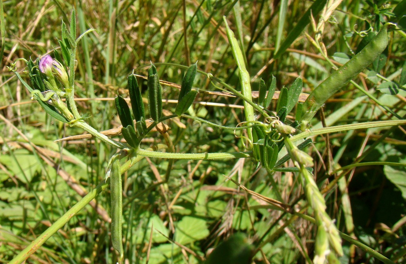 Изображение особи Vicia sativa.