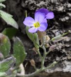 Aubrieta thessala