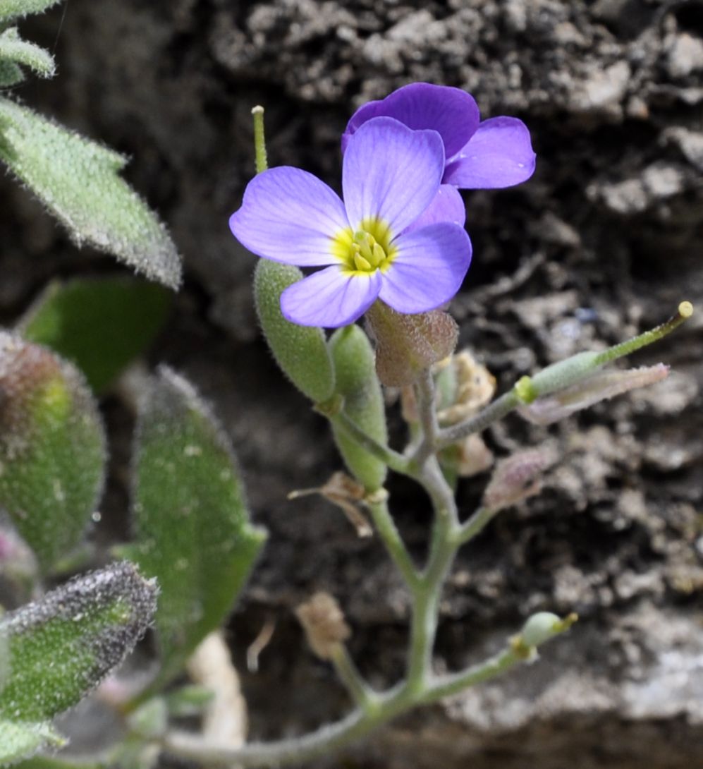 Изображение особи Aubrieta thessala.