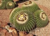 Echinocactus grusonii. Цветущие растения. Австралия, Новый Южный Уэльс, пос. Лайтнинг Ридж, питомник кактусов, основанный в 1966 г. Джоном и Элизабет Беван (Bevan). 14.09.2009.