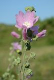 Malva thuringiaca