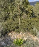 Drimia numidica