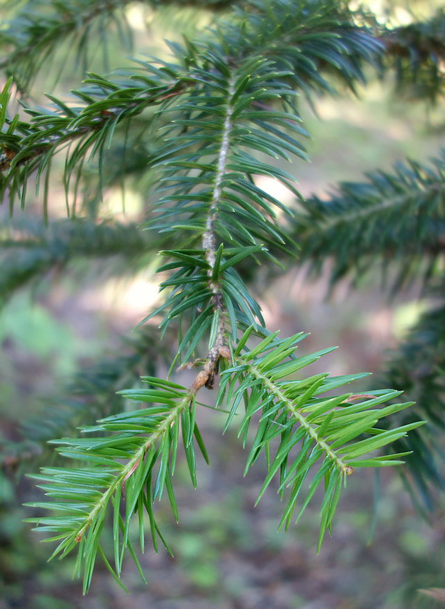 Image of Abies holophylla specimen.