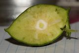 Terminalia catappa