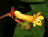 Lonicera involucrata