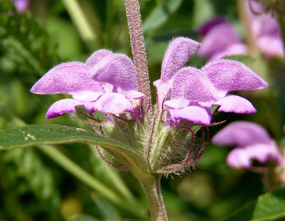 Image of Phlomis pungens specimen.