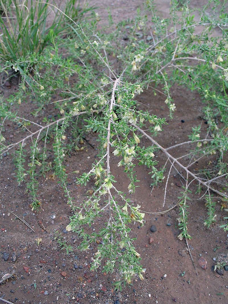 Image of Lycium chilense specimen.