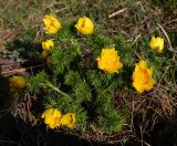 Adonis vernalis