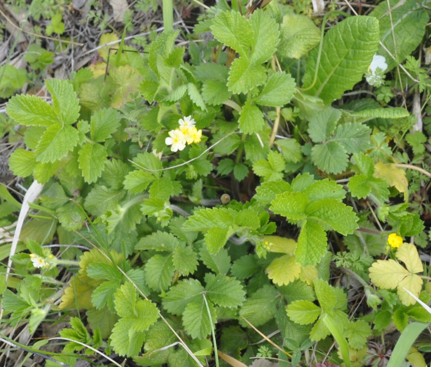 Изображение особи Aremonia agrimonoides.