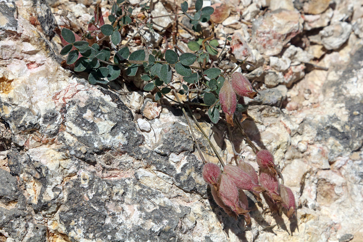 Image of Astragalus abolinii specimen.