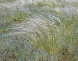genus Stipa. Плодоносящее растение в степи. Крым, Арабатская стрелка, окр. с. Соляное, на берегу южного плеса зал. Восточный Сиваш. 30.05.2017.