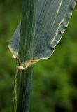 Hordeum vulgare