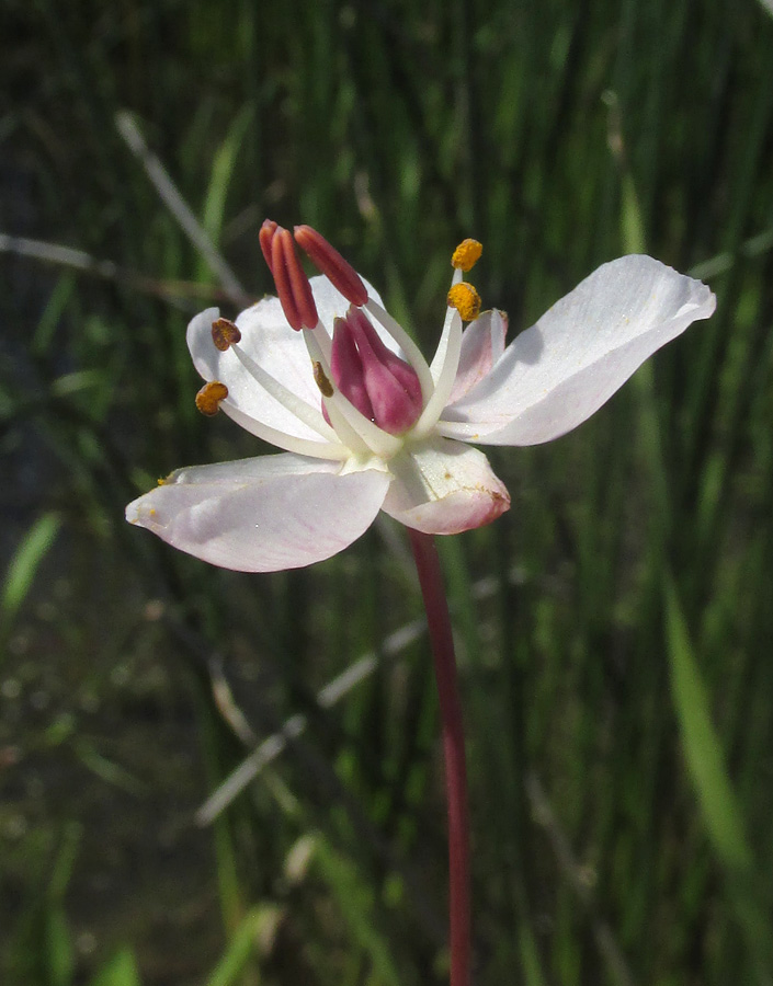 Изображение особи Butomus umbellatus.