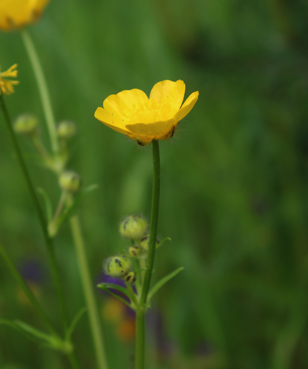 Image of Ranunculus polyanthemos specimen.
