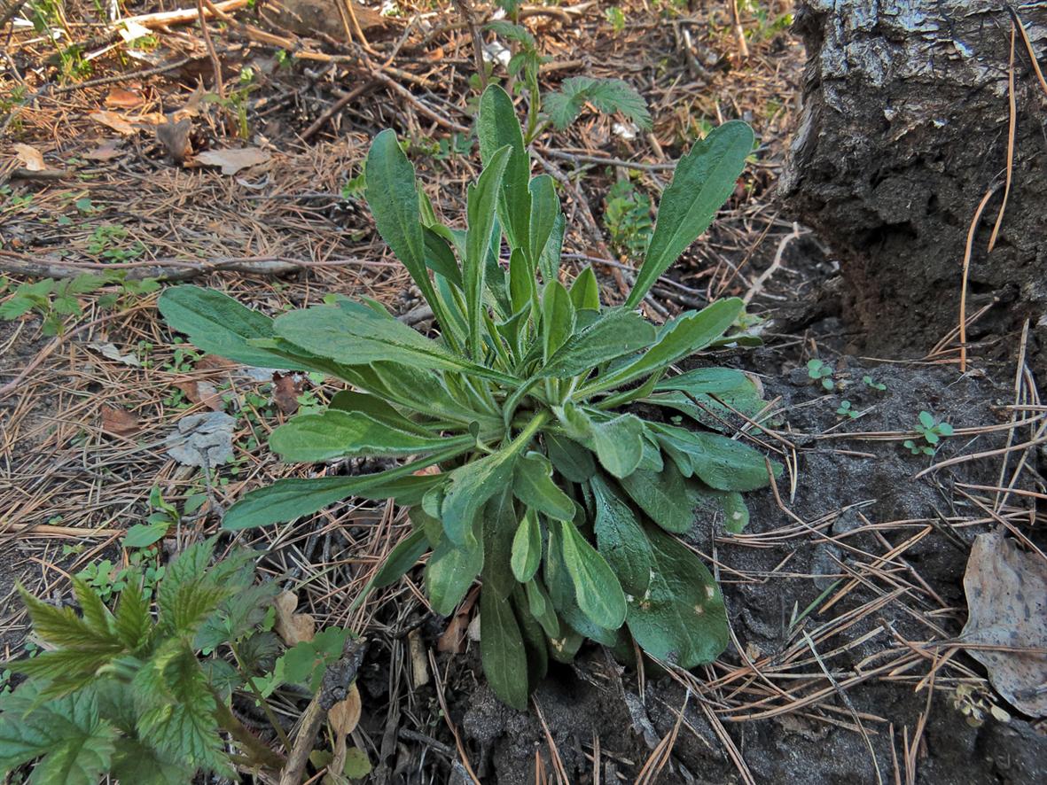 Image of Erigeron acris specimen.