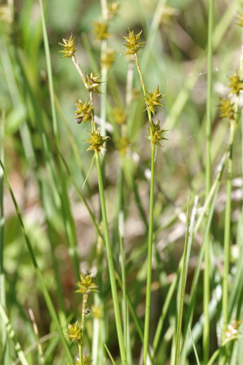 Изображение особи Carex echinata.