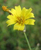 Chondrilla juncea. Соцветие. Крым, Симферополь. 4 ноября 2008 г.