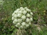 семейство Apiaceae