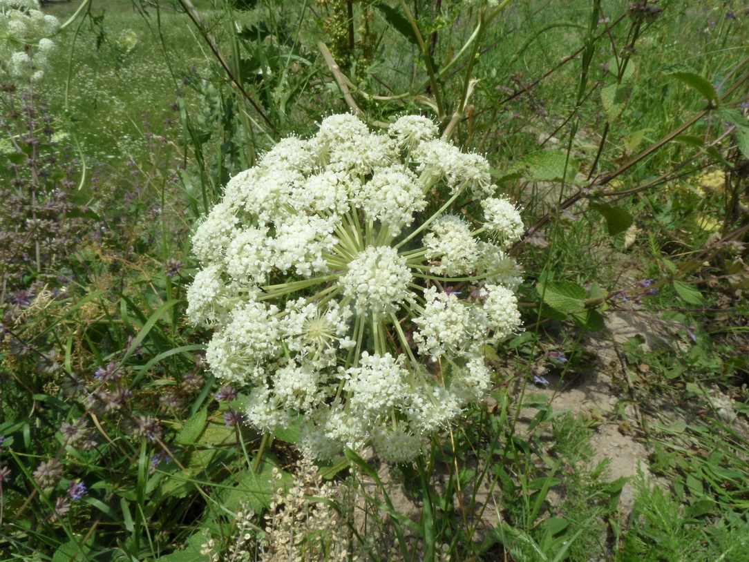 Изображение особи семейство Apiaceae.