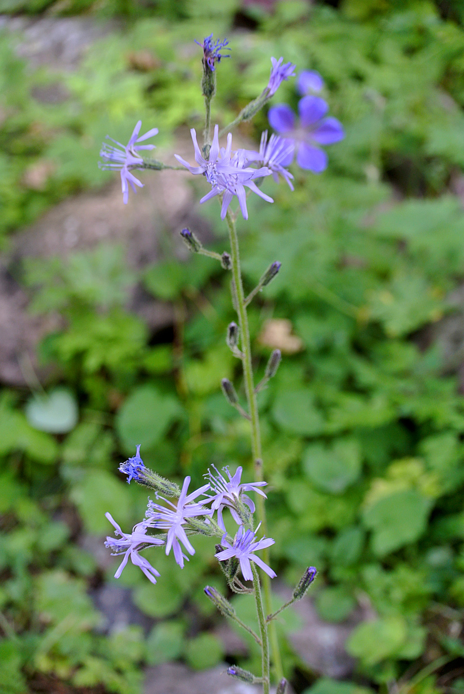 Image of Cicerbita azurea specimen.