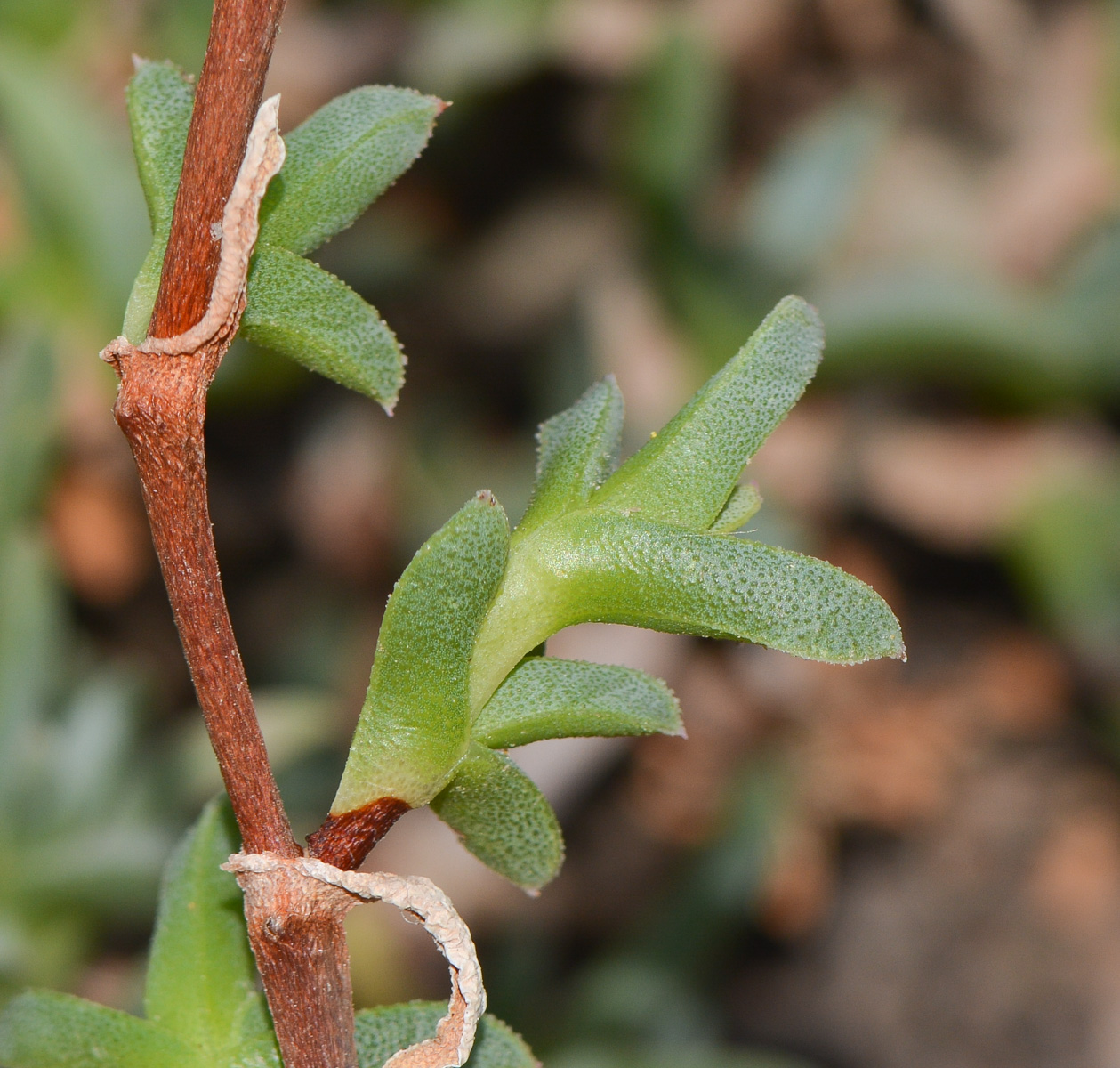 Image of Ruschia lineolata specimen.