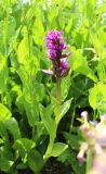 Dactylorhiza euxina. Цветущее растение. Карачаево-Черкесия, Тебердинский заповедник, хр. Малая Хатипара, увлажнённый луг. 14.07.2017.