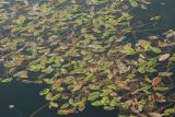 Potamogeton natans