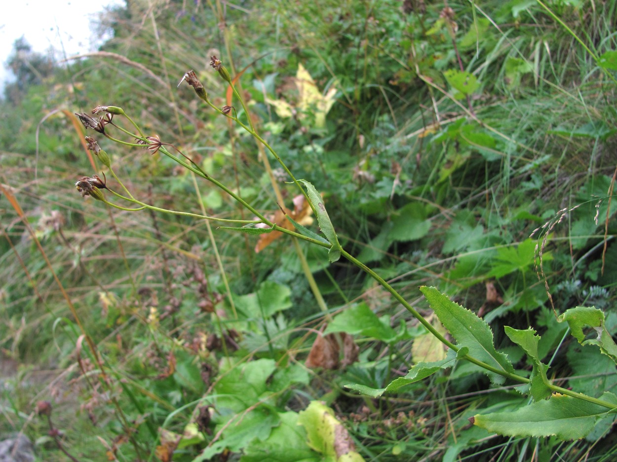 Image of Caucasalia parviflora specimen.