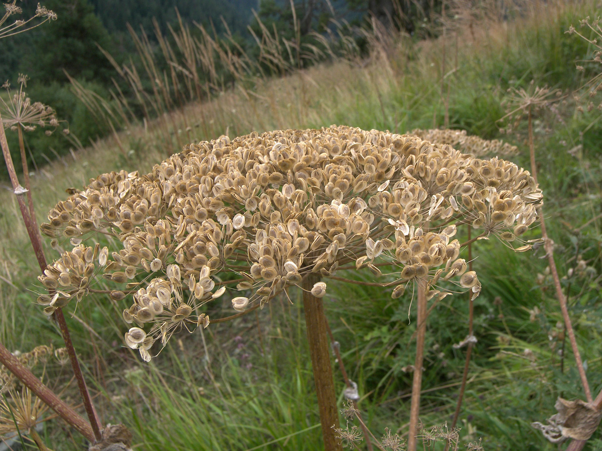 Изображение особи Heracleum leskovii.