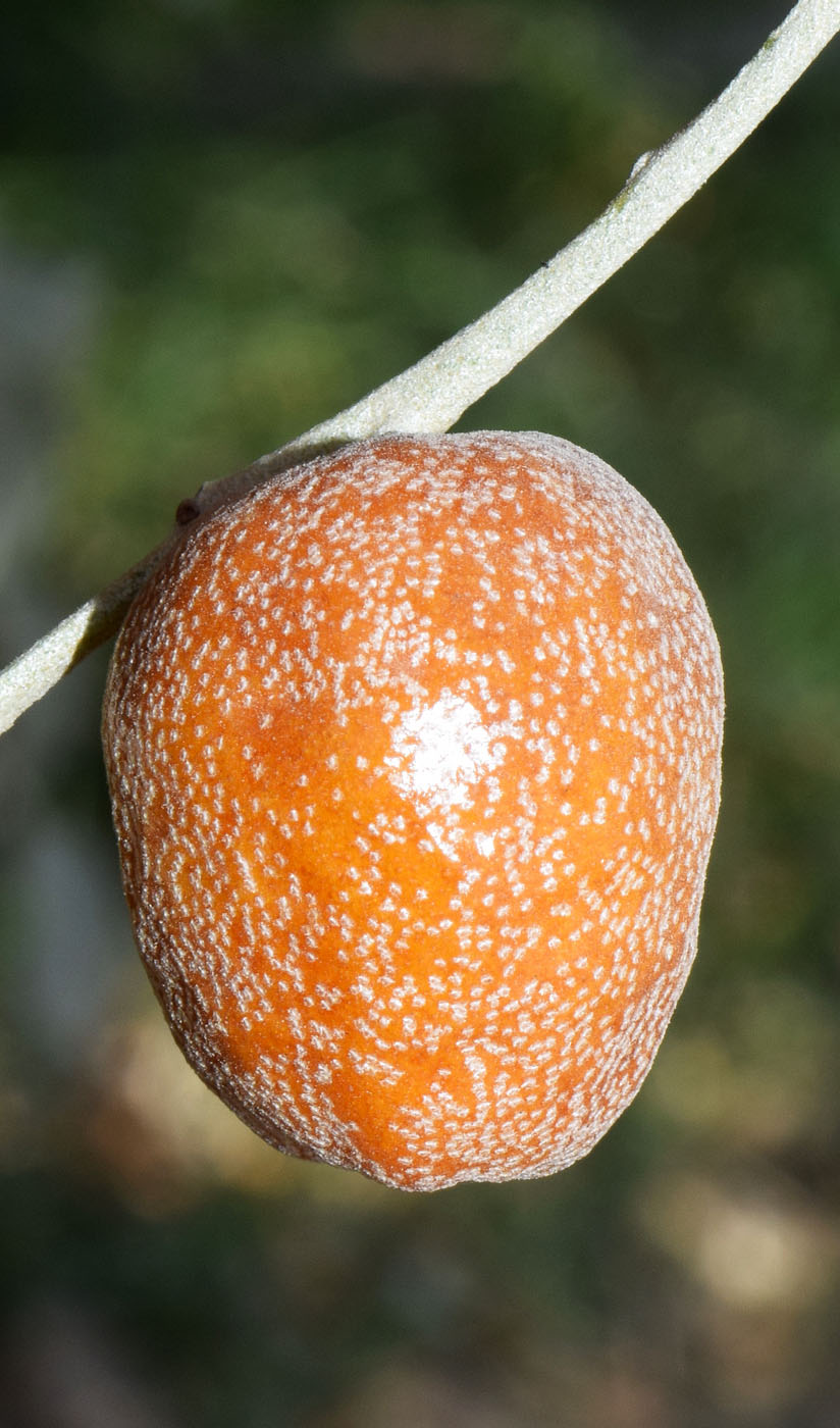 Image of genus Elaeagnus specimen.