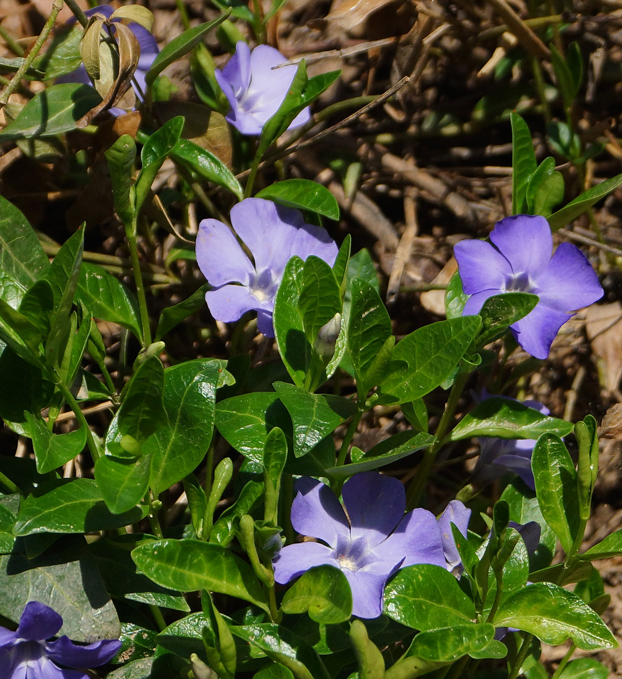 Image of Vinca minor specimen.