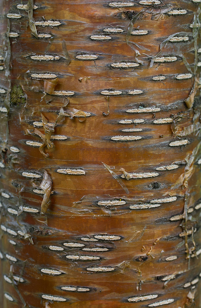 Image of Padus maackii specimen.