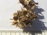 Ononis arvensis